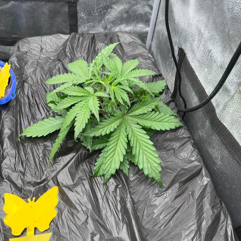 (Sour Stomper xFantasmo Express)Ripleys OG growlog timeline photo