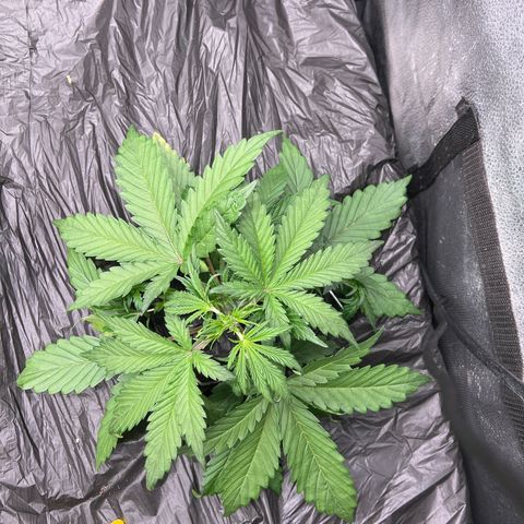 (Sour Stomper xFantasmo Express)Ripleys OG growlog timeline photo