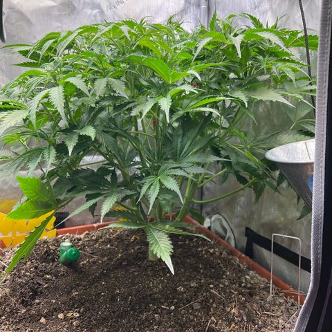 Pink Panama x chemdogging righty  growlog timeline photo