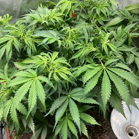 Pink Panama x chemdogging righty  growlog timeline photo