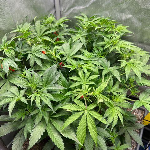 Pink panama x chemdogging  Lefty growlog timeline photo