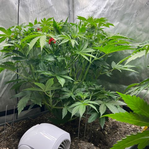 Pink panama x chemdogging  Lefty growlog timeline photo