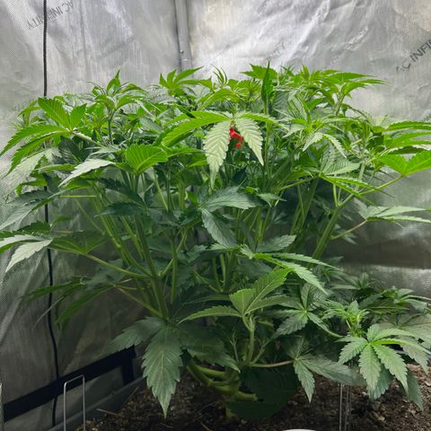 Pink panama x chemdogging  Lefty growlog timeline photo