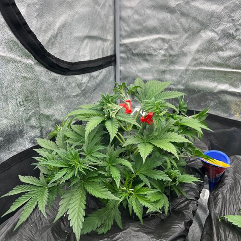 Mephisto’s Grape Crush Left growlog timeline photo