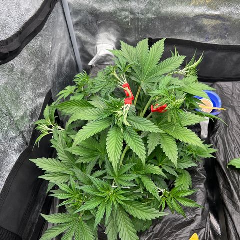 Mephisto’s Grape Crush Left growlog timeline photo