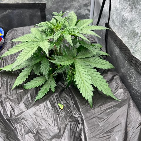 (Sour Stomper xFantasmo Express)Ripleys OG growlog timeline photo