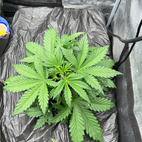 (Sour Stomper xFantasmo Express)Ripleys OG growlog timeline photo