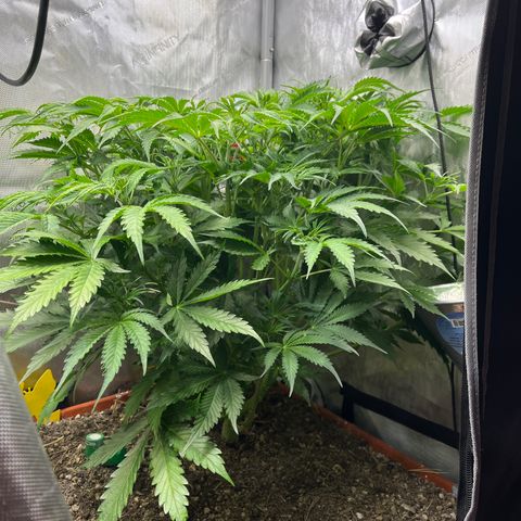 Pink Panama x chemdogging righty  growlog timeline photo