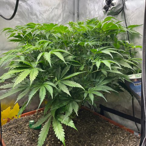 Pink Panama x chemdogging righty  growlog timeline photo