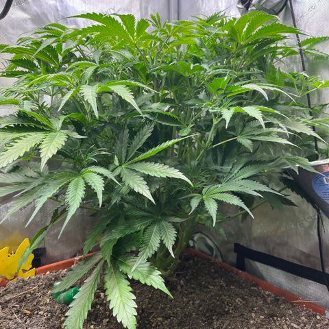 Pink Panama x chemdogging righty  growlog timeline photo