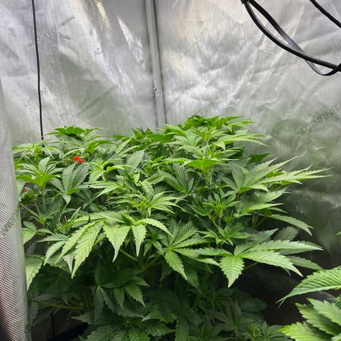 Pink panama x chemdogging  Lefty growlog timeline photo