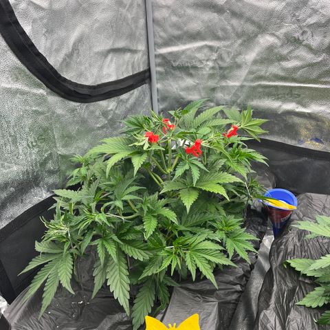 Mephisto’s Grape Crush Left growlog timeline photo