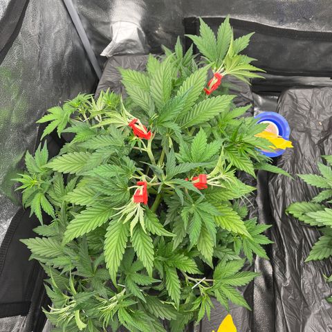 Mephisto’s Grape Crush Left growlog timeline photo