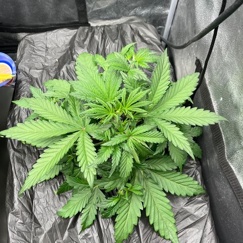(Sour Stomper xFantasmo Express)Ripleys OG growlog timeline photo
