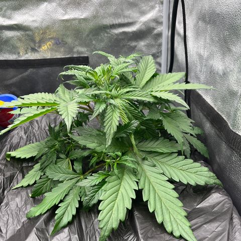 (Sour Stomper xFantasmo Express)Ripleys OG growlog timeline photo