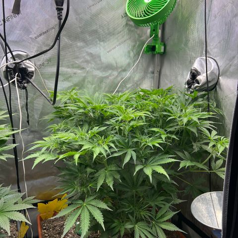 Pink panama x chemdogging  Lefty growlog timeline photo