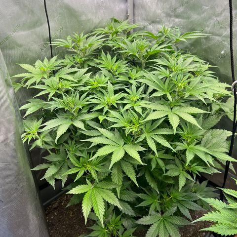 Pink panama x chemdogging  Lefty growlog timeline photo