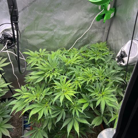 Pink panama x chemdogging  Lefty growlog timeline photo