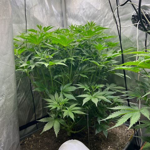 Pink panama x chemdogging  Lefty growlog timeline photo
