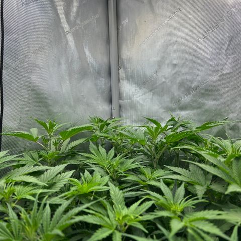 Pink Panama x chemdogging righty  growlog photo: Inch under 3 ft mark
