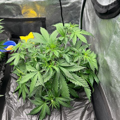 (Sour Stomper xFantasmo Express)Ripleys OG growlog timeline photo