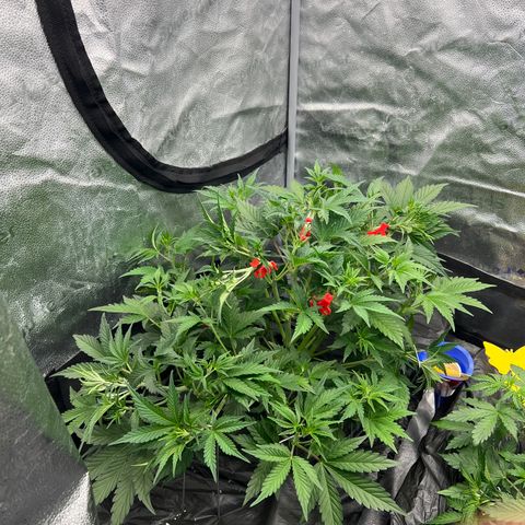 (Sour Stomper xFantasmo Express)Ripleys OG growlog timeline photo