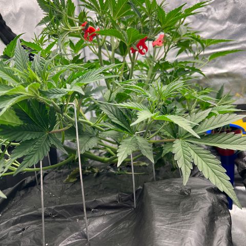 (Sour Stomper xFantasmo Express)Ripleys OG growlog timeline photo