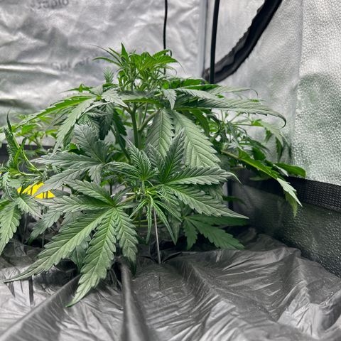 (Sour Stomper xFantasmo Express)Ripleys OG growlog timeline photo