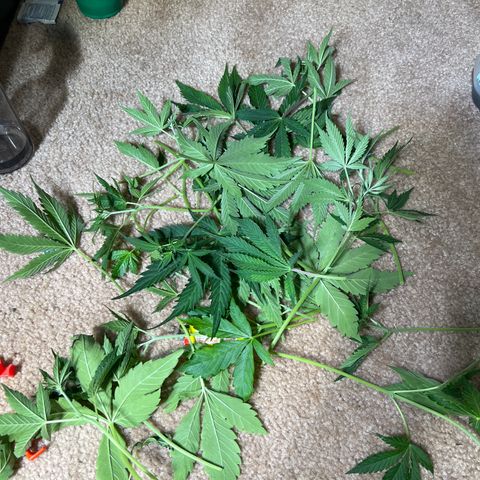 Pink panama x chemdogging  Lefty growlog timeline photo