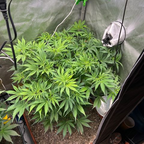 Pink Panama x chemdogging righty  growlog timeline photo
