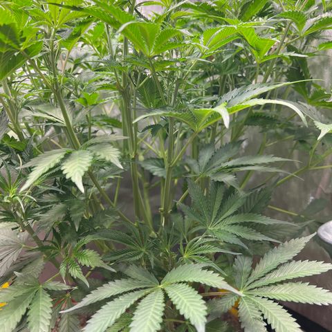 Pink Panama x chemdogging righty  growlog timeline photo