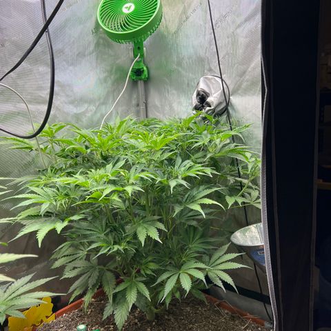 Pink Panama x chemdogging righty  growlog timeline photo