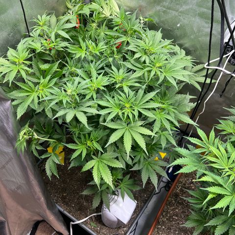 Pink Panama x chemdogging righty  growlog timeline photo