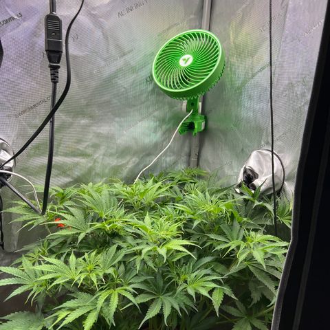 Pink Panama x chemdogging righty  growlog timeline photo