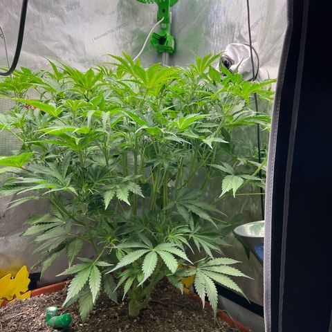 Pink Panama x chemdogging righty  growlog timeline photo