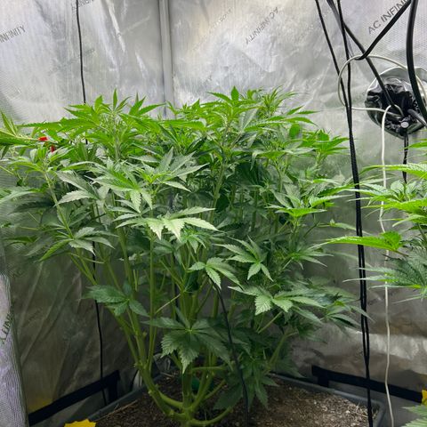 Pink panama x chemdogging  Lefty growlog timeline photo