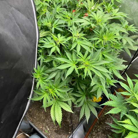 Pink panama x chemdogging  Lefty growlog timeline photo