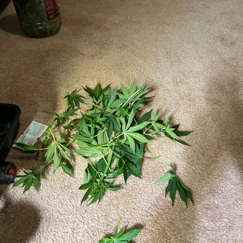 Pink panama x chemdogging  Lefty growlog timeline photo