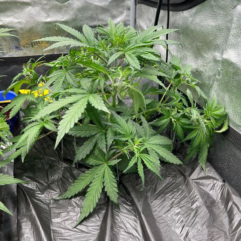 (Sour Stomper xFantasmo Express)Ripleys OG growlog timeline photo