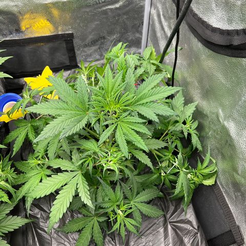 (Sour Stomper xFantasmo Express)Ripleys OG growlog timeline photo