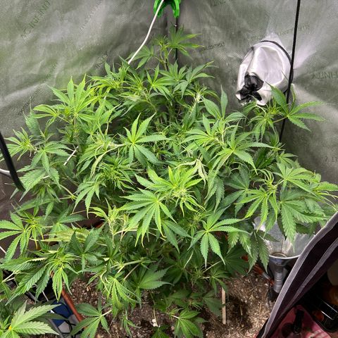 Pink panama x chemdogging  Lefty growlog photo: Thought I spotted pm. Sprayed right with hypo. Major defol and lollipop 