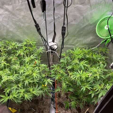 Pink panama x chemdogging  Lefty growlog photo: Thought I spotted pm. Sprayed right with hypo. Major defol and lollipop 