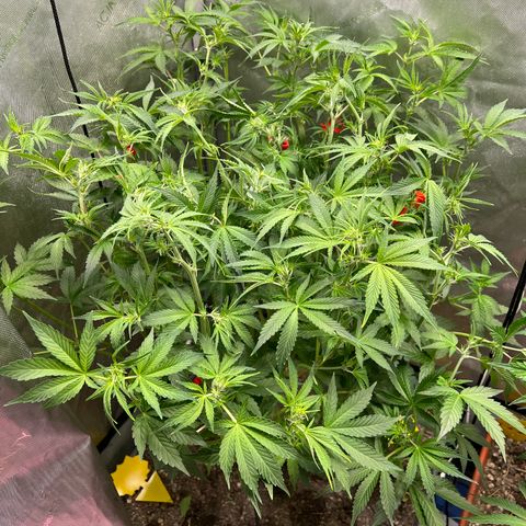 Pink panama x chemdogging  Lefty growlog photo: Thought I spotted pm. Sprayed right with hypo. Major defol and lollipop 