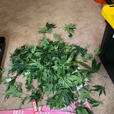 Pink panama x chemdogging  Lefty growlog photo: Thought I spotted pm. Sprayed right with hypo. Major defol and lollipop 
