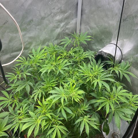 Pink Panama x chemdogging righty  growlog timeline photo