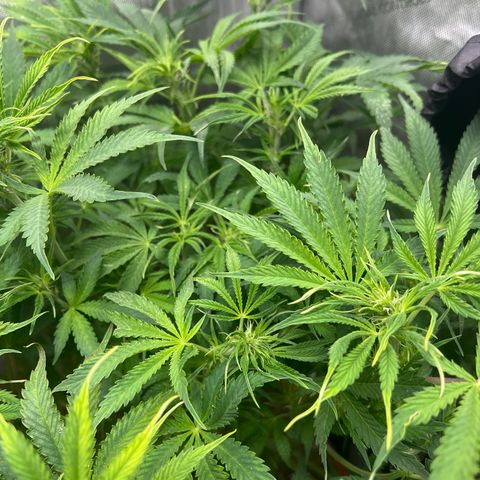 Pink Panama x chemdogging righty  growlog timeline photo