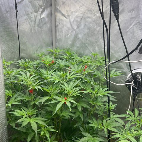 Pink panama x chemdogging  Lefty growlog photo: About to 3‘3”