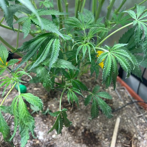 Pink Panama x chemdogging righty  growlog timeline photo