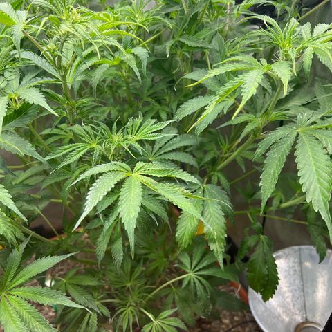 Pink Panama x chemdogging righty  growlog timeline photo