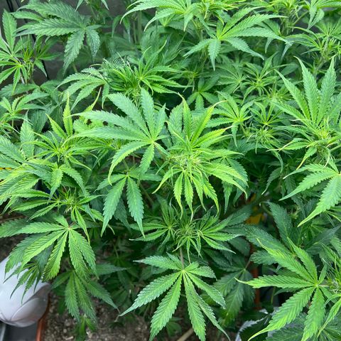 Pink Panama x chemdogging righty  growlog timeline photo